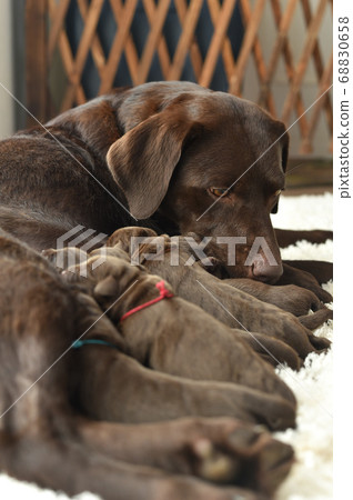 Parent and child of a Labrador retriever breastfeeding Parent and child of a Labrador retriever breastfeeding 68830658