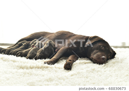 Parent and child of a Labrador retriever breastfeeding Parent and child of a Labrador retriever breastfeeding 68830673