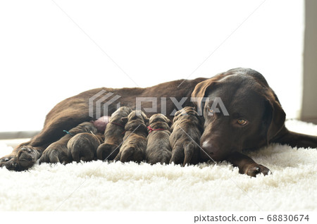 Parent and child of a Labrador retriever breastfeeding Parent and child of a Labrador retriever breastfeeding 68830674