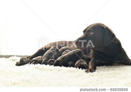 Parent and child of a Labrador retriever breastfeeding Parent and child of a Labrador retriever breastfeeding 68830688