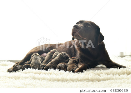 Parent and child of a Labrador retriever breastfeeding Parent and child of a Labrador retriever breastfeeding 68830689