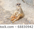 Sit Meerkat 68830942