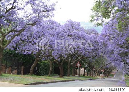 Jacaranda tree-lined road Pretoria South Africa Jacaranda tree-lined road Pretoria South Africa 68831101