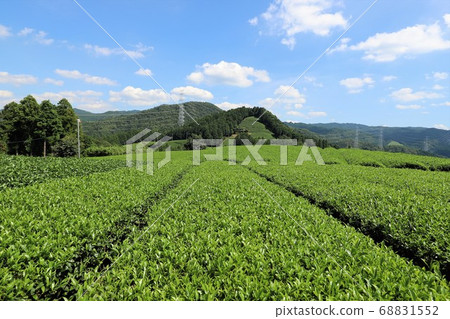 宇治茶村和鹿 宇治茶村和鹿 68831552