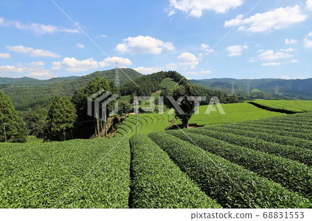 宇治茶村和鹿 68831553