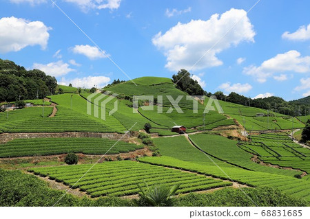 Uji Tea Village Wazuka Uji Tea Village Wazuka 68831685