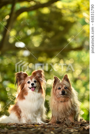 Mixed dogs in the nature 68831790