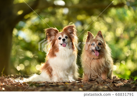 Mixed dogs in the nature 68831791
