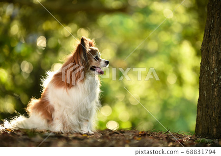 Mixed dogs in the nature Mixed dogs in the nature 68831794