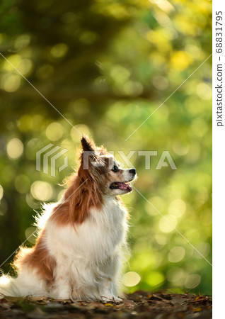 Mixed dogs in the nature Mixed dogs in the nature 68831795