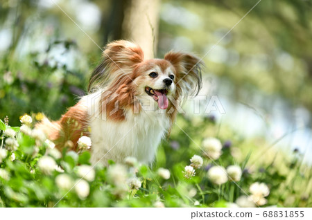 Mixed dogs in the nature Mixed dogs in the nature 68831855