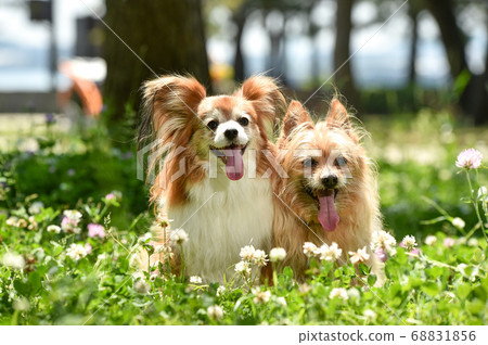 Mixed dogs in the nature Mixed dogs in the nature 68831856