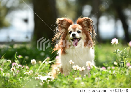 Mixed dogs in the nature 68831858