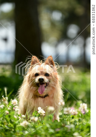 Mixed dogs in the nature Mixed dogs in the nature 68831862