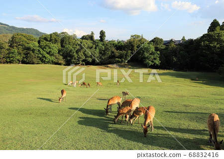Nara Park in the summer Nara Park in the summer 68832416