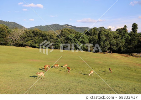 Nara Park in the summer Nara Park in the summer 68832417