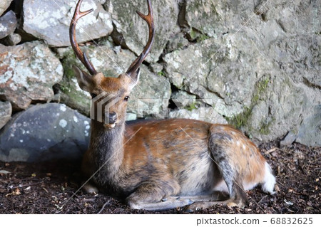 奈良公園在夏天 奈良公園在夏天 68832625