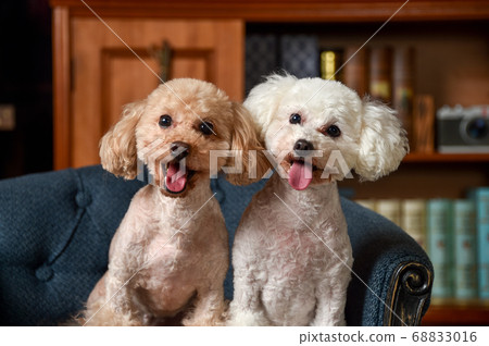 復古背景上的玩具貴賓犬 68833016