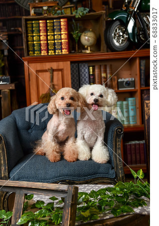 復古背景上的玩具貴賓犬 68833017