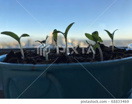 Awakening of cherry tomatoes. 68833469