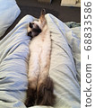 Cinderella fit. Overstretched cat 68833586