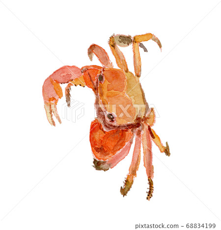 Bengal crab watercolor 68834199