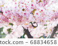 美麗的粉紅色櫻花 68834658