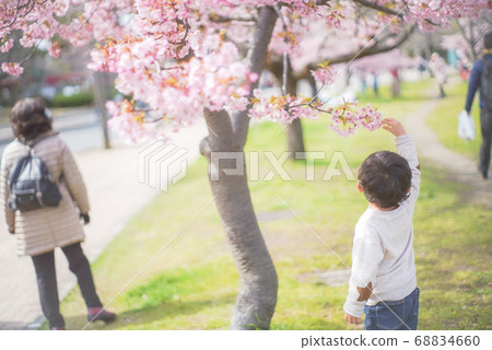 兒童動人的櫻花 68834660