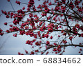 鮮花盛開在樹枝上 68834662