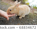 兔子吃的食物 68834672
