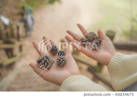 松果在手掌上滾動 68834673