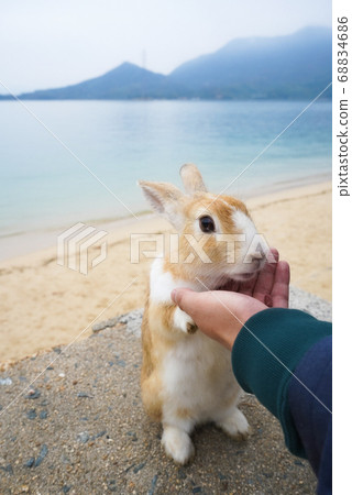 兔子站起來 68834686