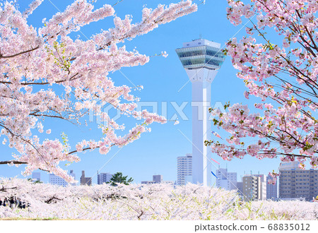 函館市,北海道櫻花和五棱郭塔 函館市,北海道櫻花和五棱郭塔 68835012