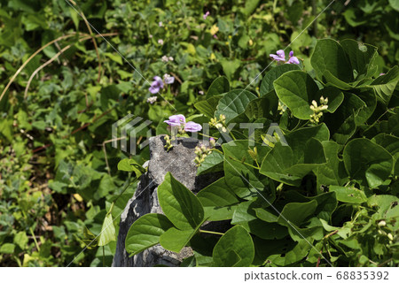 Homana bean 68835392