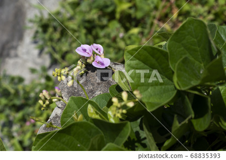 Homana bean 68835393