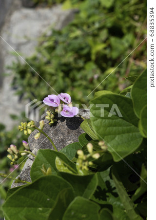 Homana bean 68835394