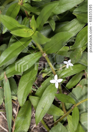 Meriken Mugra 68835395