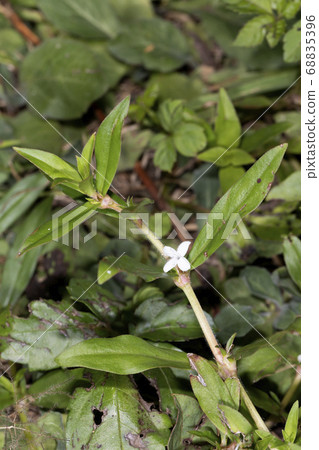 Meriken Mugra 68835396