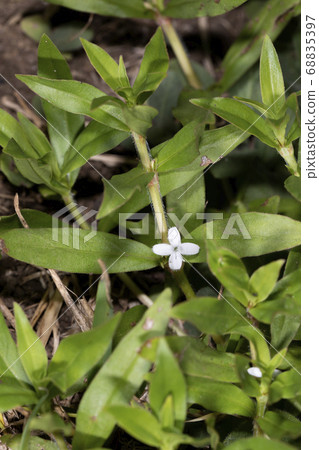 Meriken Mugra 68835397