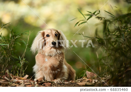 A miniature dachshund that recommends in nature A miniature dachshund that recommends in nature 68835460