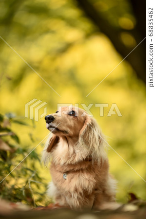 A miniature dachshund that recommends in nature A miniature dachshund that recommends in nature 68835462