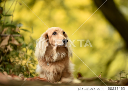 A miniature dachshund that recommends in nature A miniature dachshund that recommends in nature 68835463