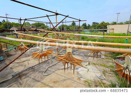 明石的夏季特色，兵庫縣明石市小宮漁港/播磨町的章魚乾 68835471