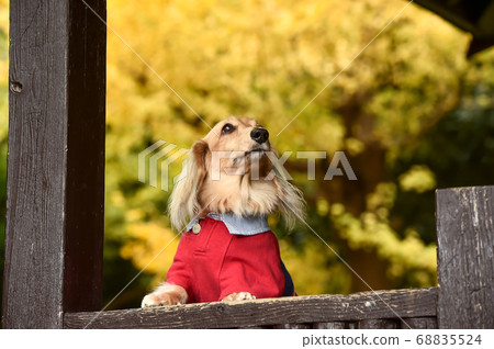 A miniature dachshund that recommends in nature A miniature dachshund that recommends in nature 68835524