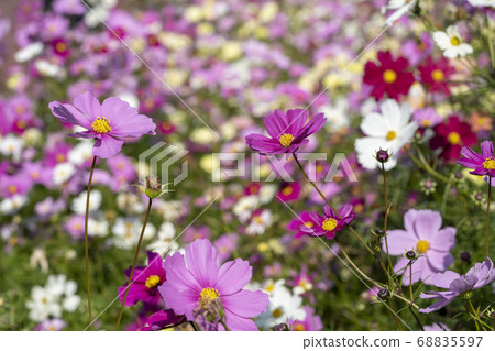 Fall cherry tree Fall cherry tree 68835597