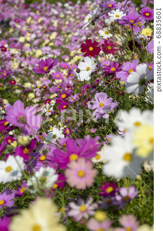 Fall cherry tree Fall cherry tree 68835601