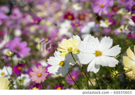 秋天的櫻桃樹 秋天的櫻桃樹 68835603