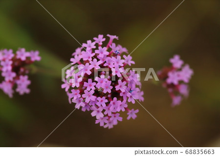 馬鞭草bonariensis粉色的花開在花園的花壇裡 68835663