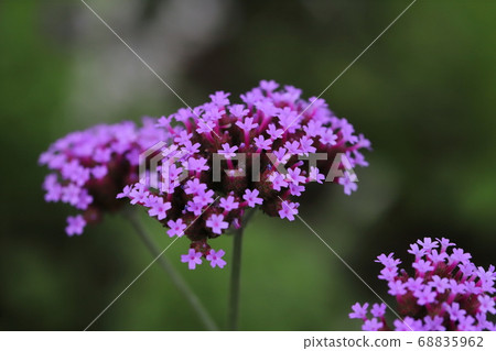 馬鞭草bonariensis紫色的花朵盛開在花園的花壇上 68835962