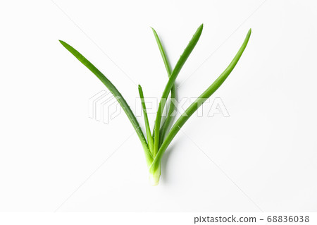 Aloe vera plant on white background, space for Aloe vera plant on white background, space for 68836038